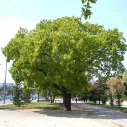 Quercus pubescens